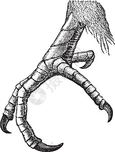 杜库的脚古老雕刻插图来自佐伊科的DeutchVogel教学图片