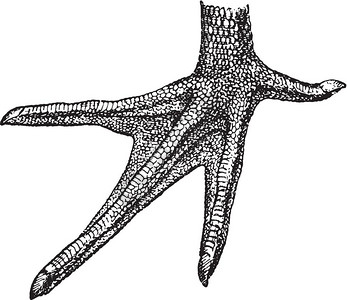 由Zoolog的DeutchVogel教学图片