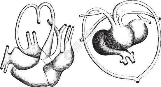 海龟png鳄鱼的心脏和主要船只海龟的心脏和主要船只古老的雕刻图解