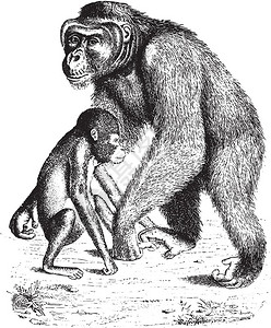 Orangutan古代刻画插图来自PaulGervais的动物元素图片