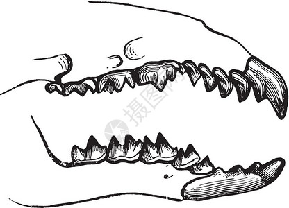 古老的雕刻插图牙齿来自保罗格尔瓦斯的动物学元素图片