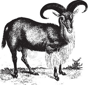 Barbary羊古代雕刻的插图来自PaulGervais的动物元素图片