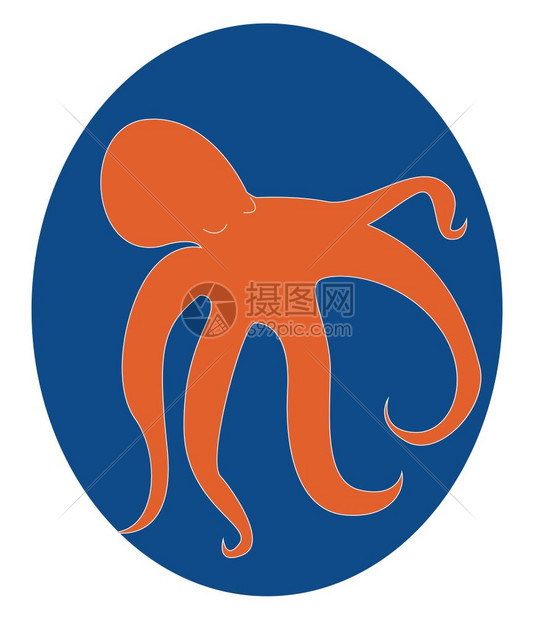 橙色鱿鱼有尾部触角能够改变颜色孤立的蓝背景矢量颜色图画或插图片