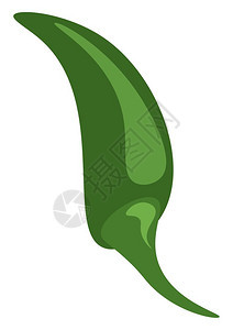 绿色的青椒向量彩色绘画或插图图片