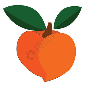 橙色向量彩绘画或插图中的小甜桃图片