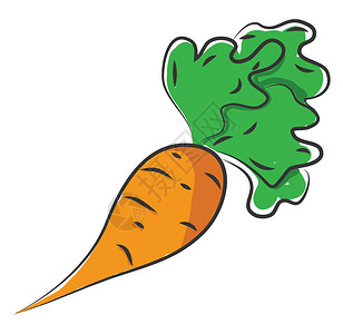 超市蔬菜厚橙色胡萝卜绿叶子向量彩色画或插图插画