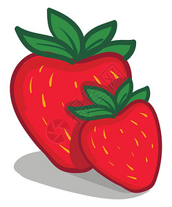 两个大明草莓矢量彩色图画或插图片