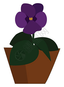 一盆多用一盆美丽的紫罗兰花矢量彩色画或插图插画