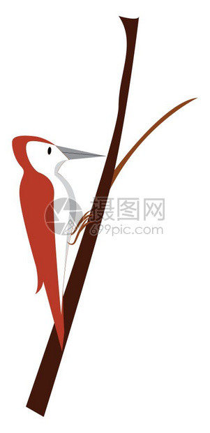 美丽的马龙木鸟矢量彩色画或插图图片