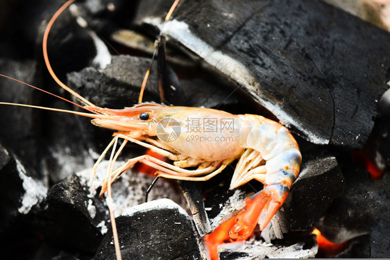 含有草药盐香料和其他成分的原始肋排肉图片