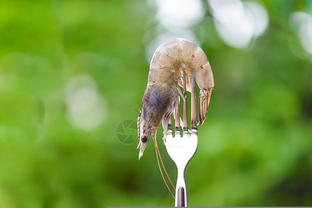 关闭叉口上的虾新鲜生户外烹饪食品具有自然绿色背景的新鲜生虾图片