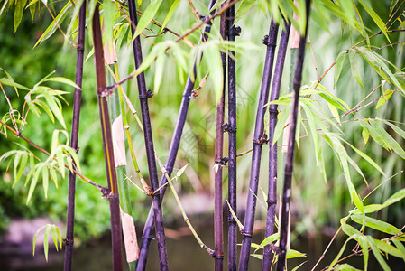在花园公中自然种植的黑竹树图片