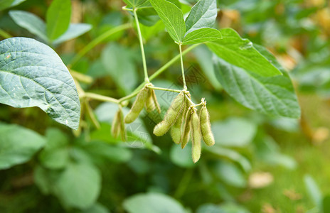 树上绿豆种植农业物上的青豆种子图片