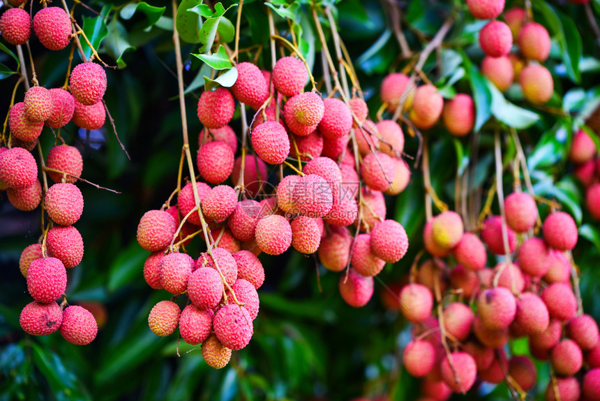 新鲜成熟的良菜水果挂在花园的林菜树上图片
