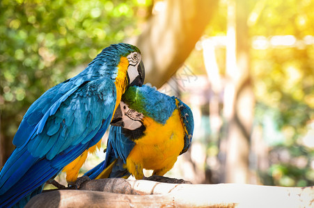 树上枝的两只小鸟其自然质为黄和蓝翼金刚鹦鹉鸟图片