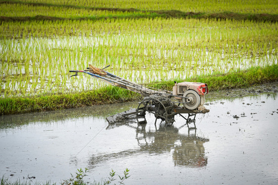 种植稻田的步行拖拉机以便耕种农田准备在雨季种植农田稻图片