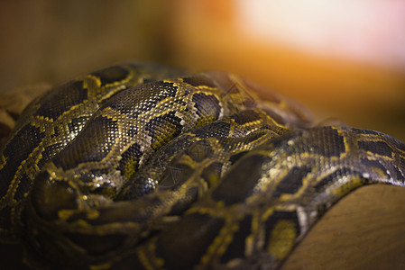 Python蛇亚洲巨型内插的Python座落在树枝上图片