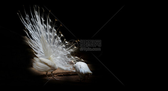 白孔雀美丽的图片