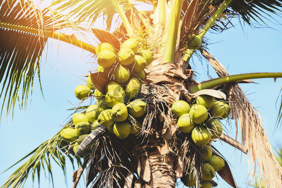 热带花园的椰子棕榈树和果蓝天阳光背景图片