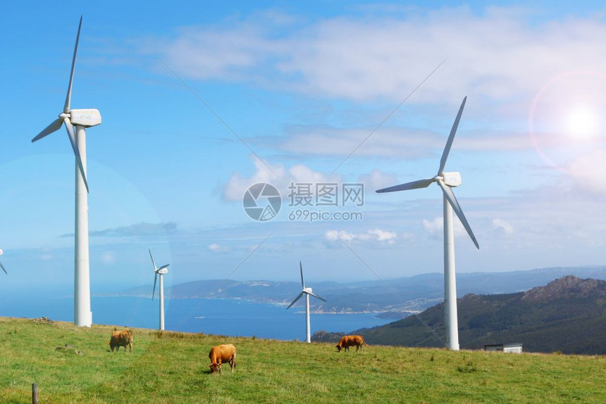 在绿山上放牧的牛在西班牙加利亚Ortegal角风力涡轮机之间图片