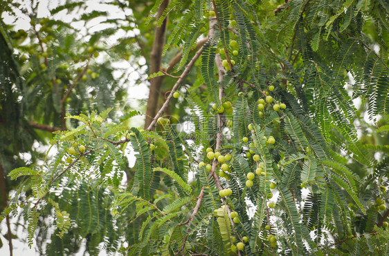印度果莓或含绿叶的树上阿姆拉果子印度传统鹅莓树用于Ayurvedic草药和零食图片