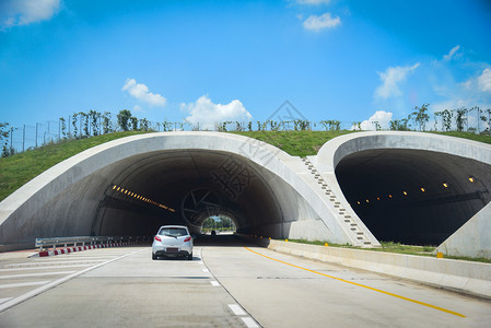 在森林公路隧道交通车速上公路动物大桥穿越森林公路隧道高速的野生动物图片