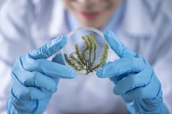 配有藻类研究实验医学和临床实验室教育示范的生物燃料实验室图片