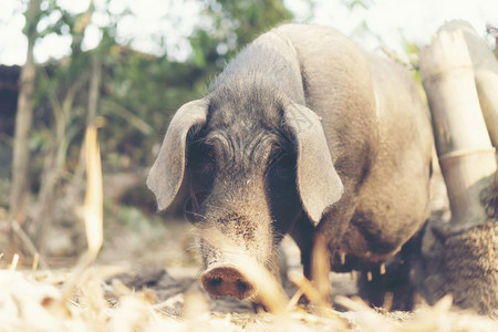泰国当地农场黑猪图片