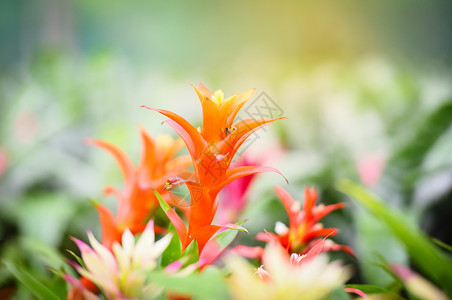 在园艺苗圃背景中装饰多彩的布罗梅利亚花朵图片