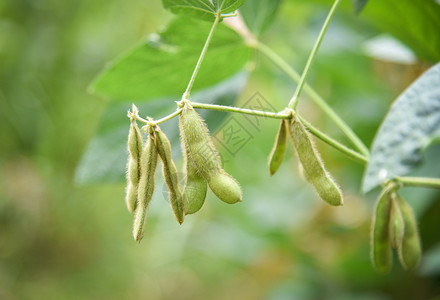 树上绿豆种植农业物上的青豆种子图片