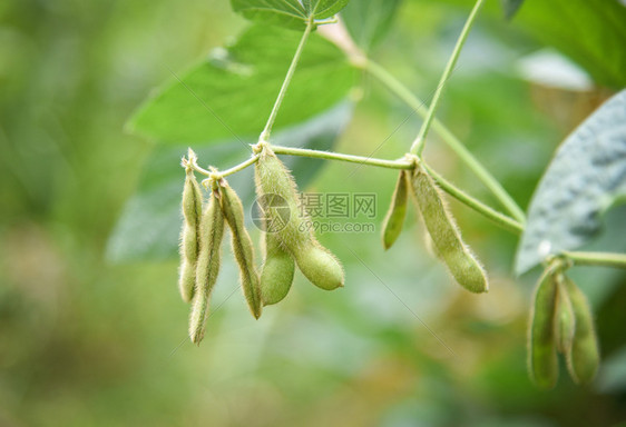 树上绿豆种植农业物上的青豆种子图片