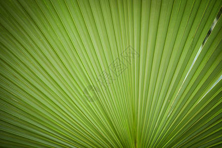 自然绿色形态和阳光背景的绿棕榈树叶纹理图片