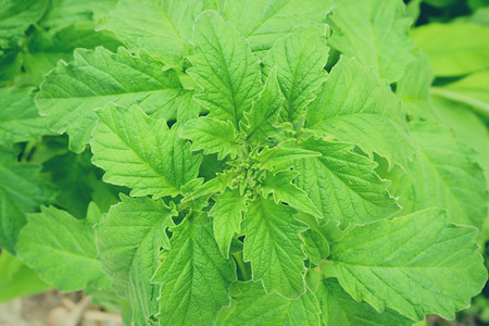 树上白芝麻种植的绿叶树上白芝麻种植的绿色叶图片