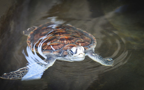 绿海龟养殖场和在水池鹰标海龟中游泳图片