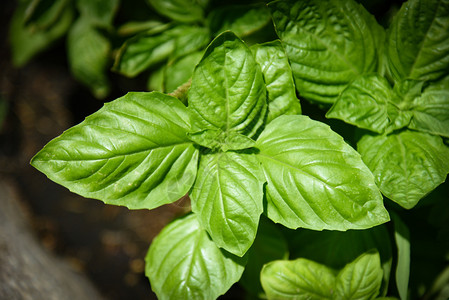 在蔬菜园植树种新鲜的甜菜种草药中植的绿色叶物图片