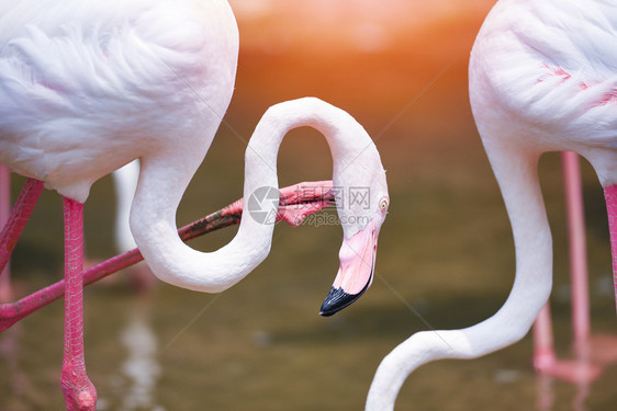 热带动物大Flaminggo图片