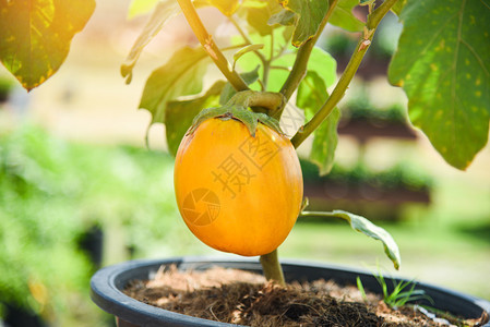 树枝上挂着的巨型茄子在花园锅里种植的黄茄子图片
