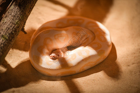 躺在地上阿尔比诺缅甸金色的黄蛇图片