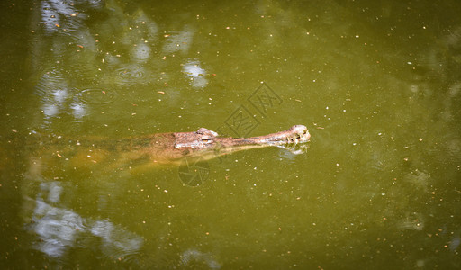 鳄鱼或水池自然上漂浮的长吻鳄有选择焦点图片