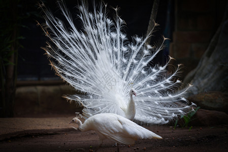 美丽的白孔雀打开了农场的尾巴图片