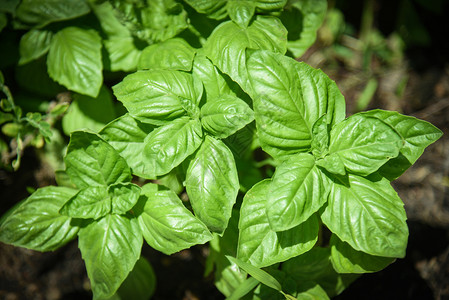 在蔬菜园植树种新鲜的甜菜种草药中植的绿色叶物图片