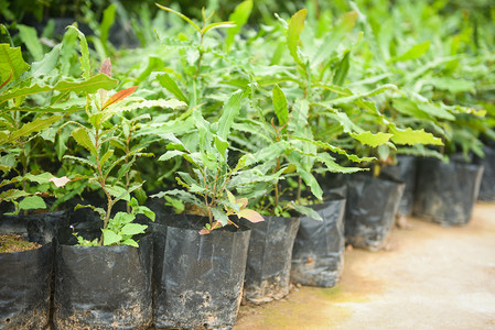 Macadamia坚果农场业植物苗圃黑塑料袋中的麦卡达米亚树图片