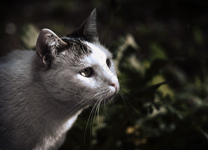 夜间猫的肖像图片