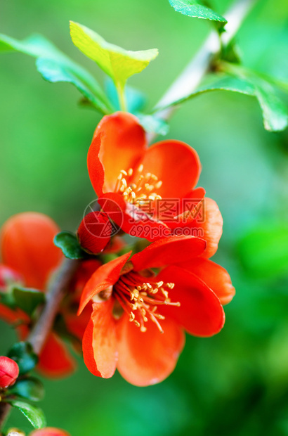 鲜花青梅或日本的红花黄图片