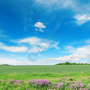 绿春小麦田和蓝天空图片