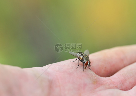 人类皮肤上的家庭苍蝇关闭宏图片