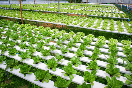 蔬菜水栽系统青绿新鲜生菜沙拉种植花园水栽养农场植物在温室有机健康食品中没有土壤农业的水上种植图片