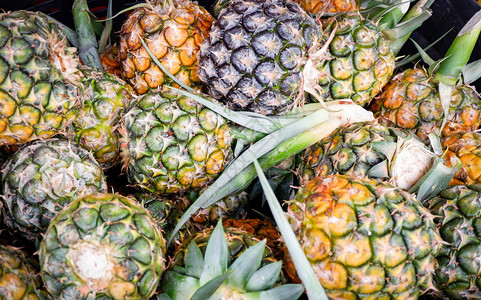 菠萝花园热带水果从菠萝园林底收成供市场销售图片