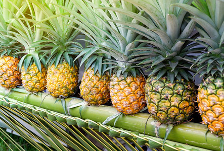 竹子上新鲜菠萝热带水果供市场销售图片