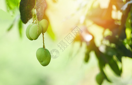 植树热带水果花园有阳光的新绿芒果图片
